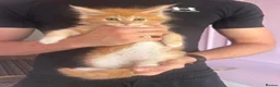 Maine Coon cats for sale: XL TICA REG CHUNKY ACTIVE BOYS READY END OCT - Advert 18