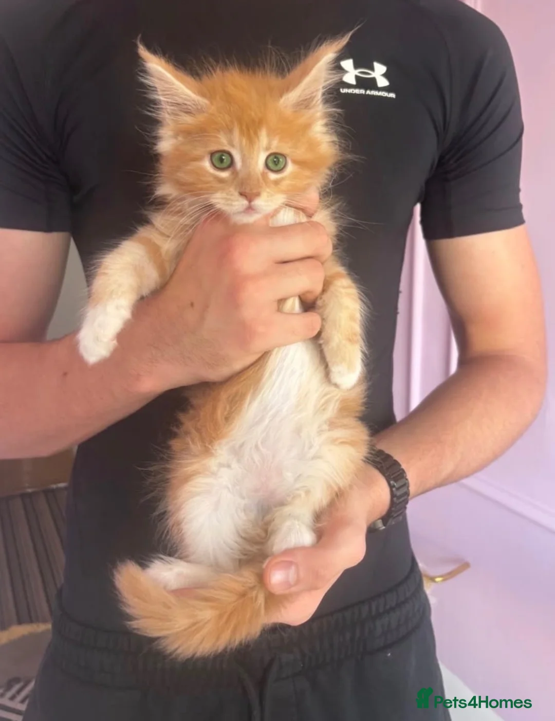 Maine Coon cats for sale: XL TICA REG CHUNKY ACTIVE BOYS READY END OCT - Advert 18