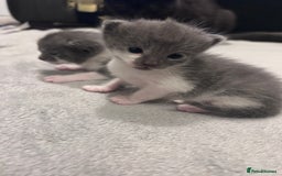 Snowshoe cats for sale: Snowshoe X kittens  - Advert 5