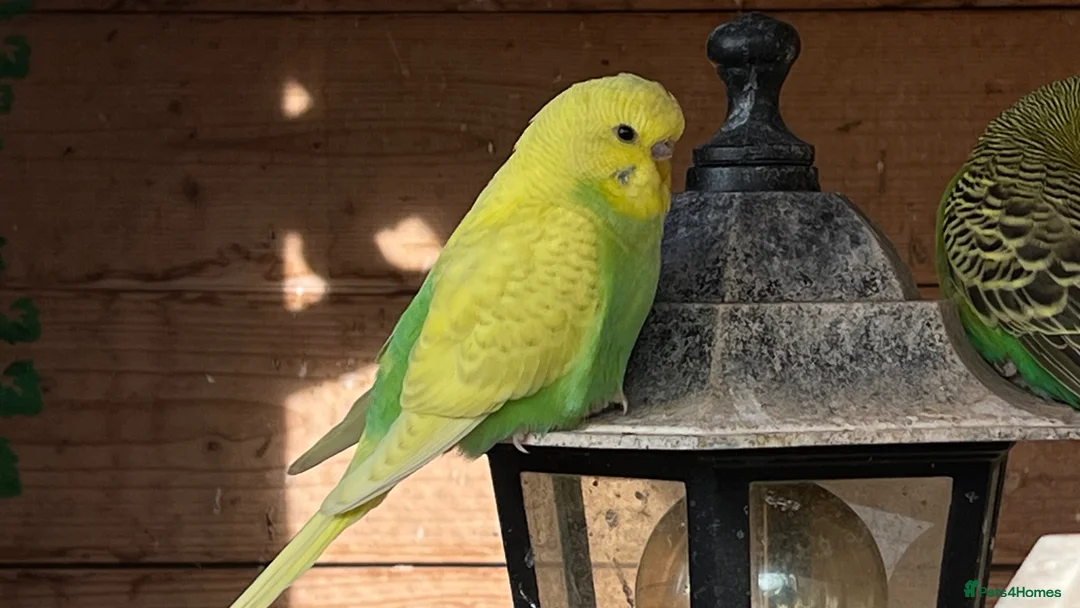 Budgerigars birds for sale: Budgies mixed sex - Advert 3