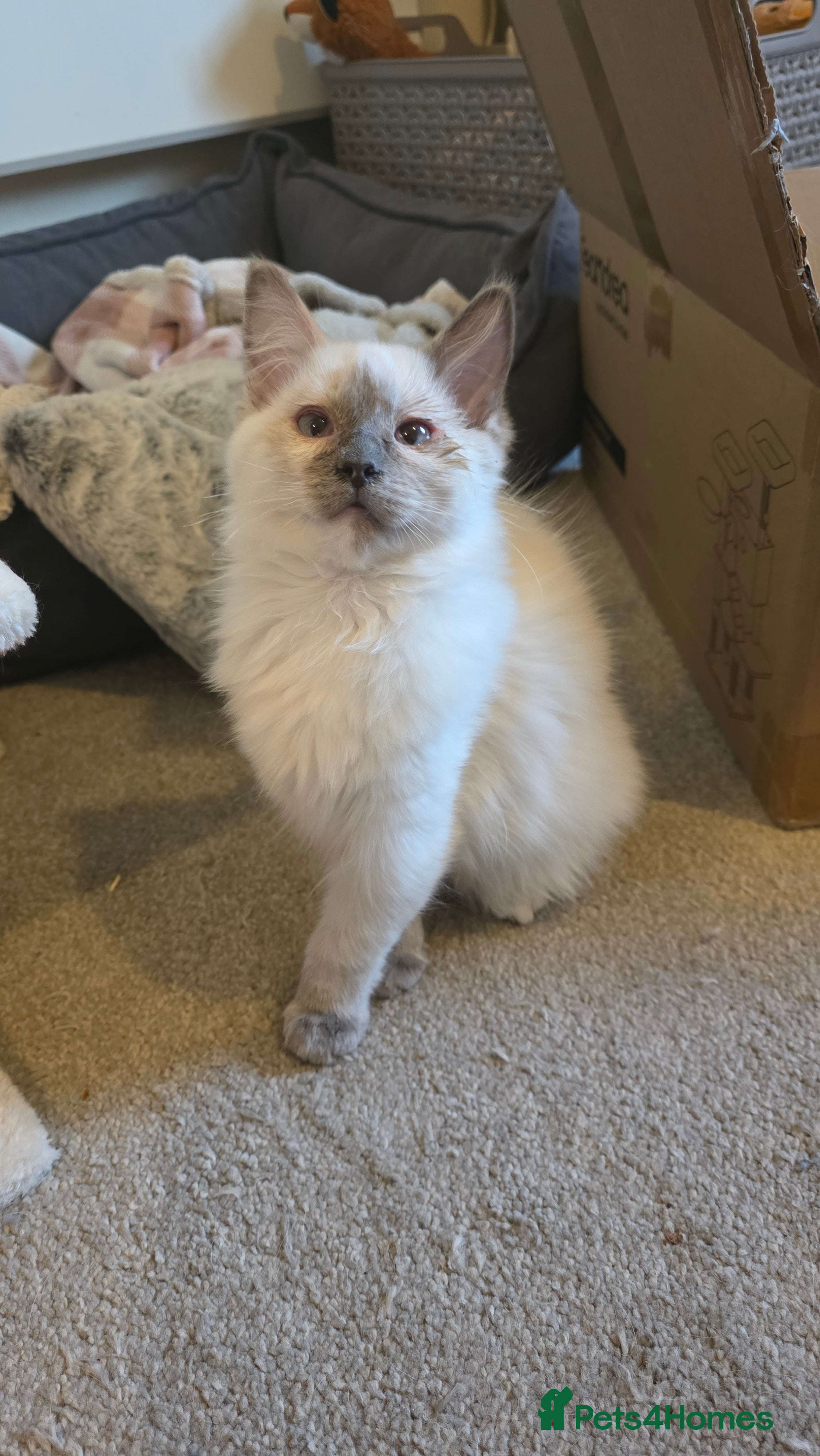 Ragdoll cats Blue Tortie Ragdoll Kitten - Advert 1