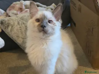 Ragdoll cats Blue Tortie Ragdoll Kitten - Advert 1