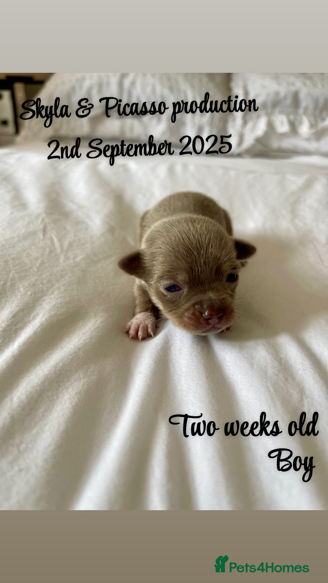Chihuahua dogs for sale: Stunning KC Chihuahua puppies 🇬🇧 bloodlines - Image 5