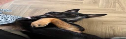 German Shepherd dogs for sale: Our Beautiful German Shepherd Boy-Kobe  in Wolverhampton - Advert 8