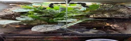 Frog reptiles for sale: cobalt dart frog Dendrobates tinctorius - Advert 3
