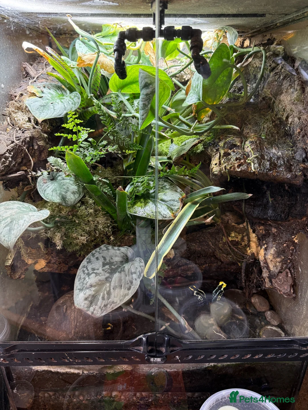 Frog reptiles for sale: cobalt dart frog Dendrobates tinctorius - Advert 3