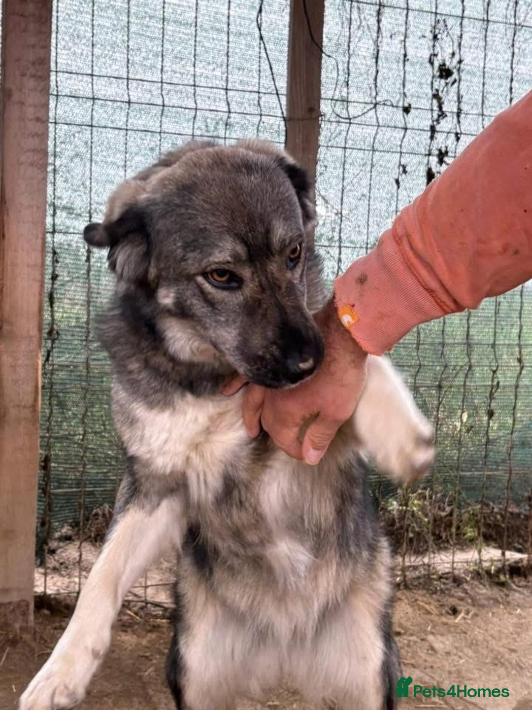 Mixed Breed dogs for adoption: Lola - Norwich Norfolk  - Advert 3