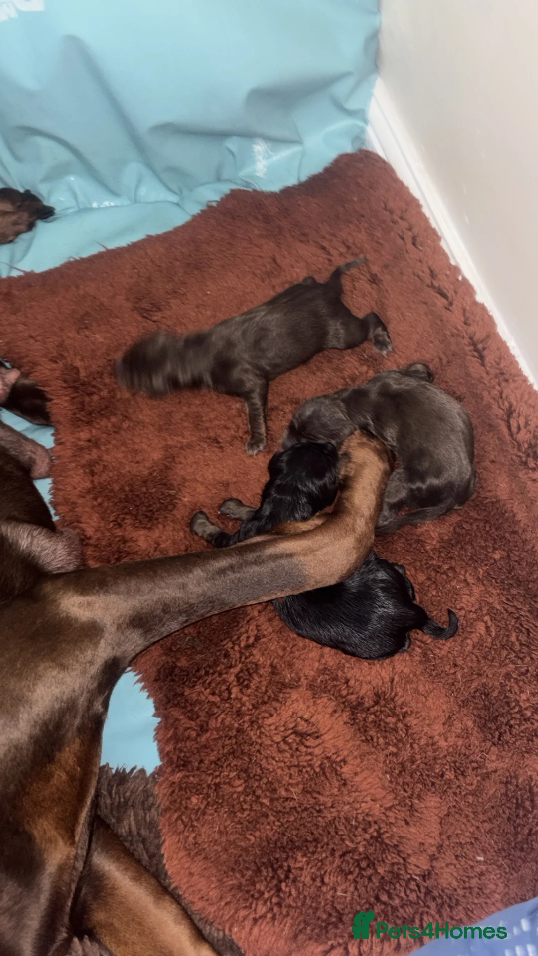 Dobermann dogs for sale: Beautiful Doberman puppues in Guisborough - Advert 4