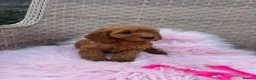 Cockapoo dogs for sale: Beautiful Cockapoo Puppies Available! 🐾 in Stoke-on-Trent - Advert 3