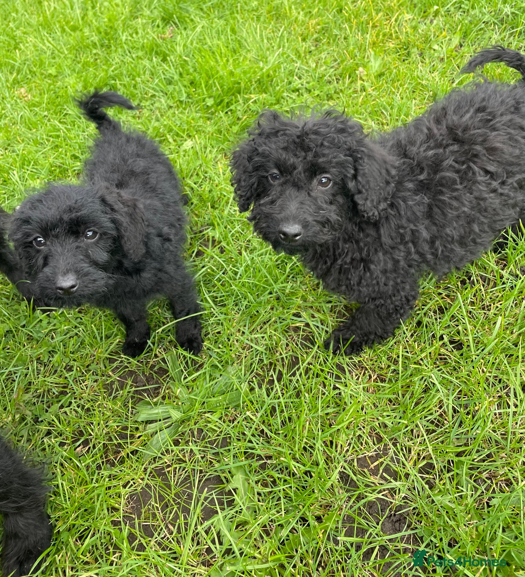 Labradoodle dogs for sale: Miniature labradoodle puppies - Advert 1