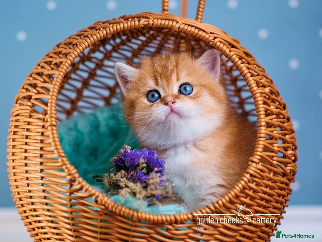 Scottish Fold cats for sale: Show Quality Scottish Kittens - Advert 1