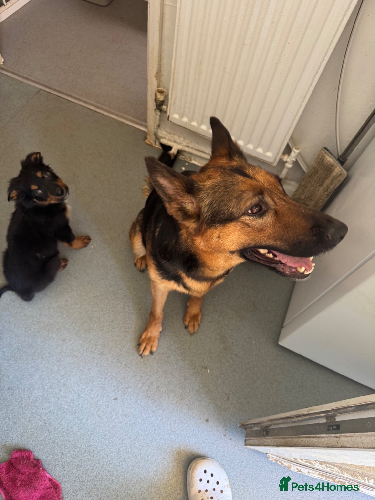 German Shepherd dogs German Shepherd Puppy for sale - Advert 7