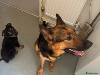 German Shepherd dogs German Shepherd Puppy for sale - Advert 2