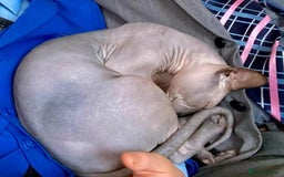 Sphynx cats for sale: Sphynx Cat  - Image 5