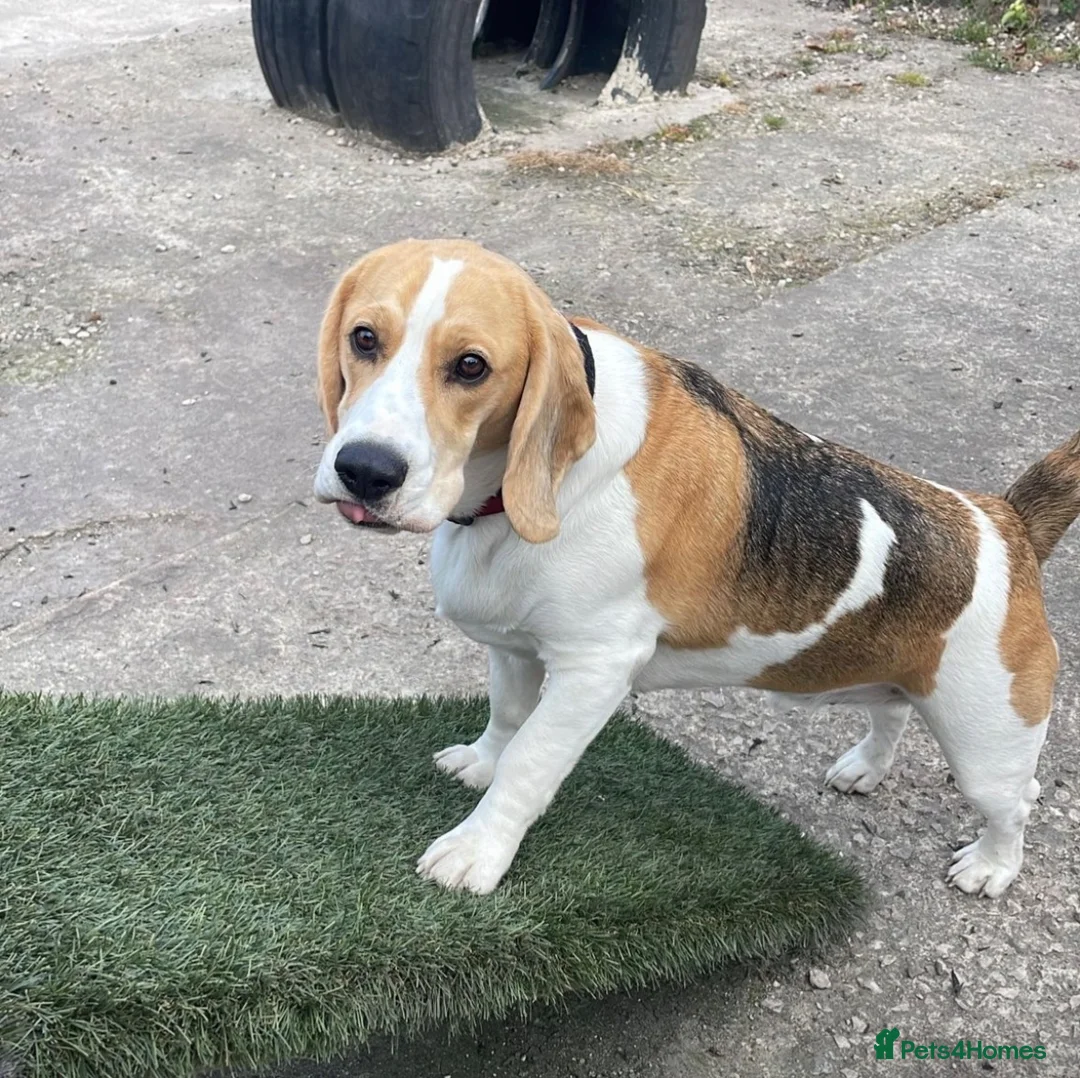 Beagle dogs for sale: KG Reg Scabs the beagle 16 months old - Advert 2