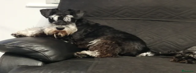 Dougie 