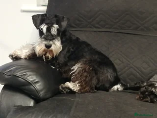 Dougie