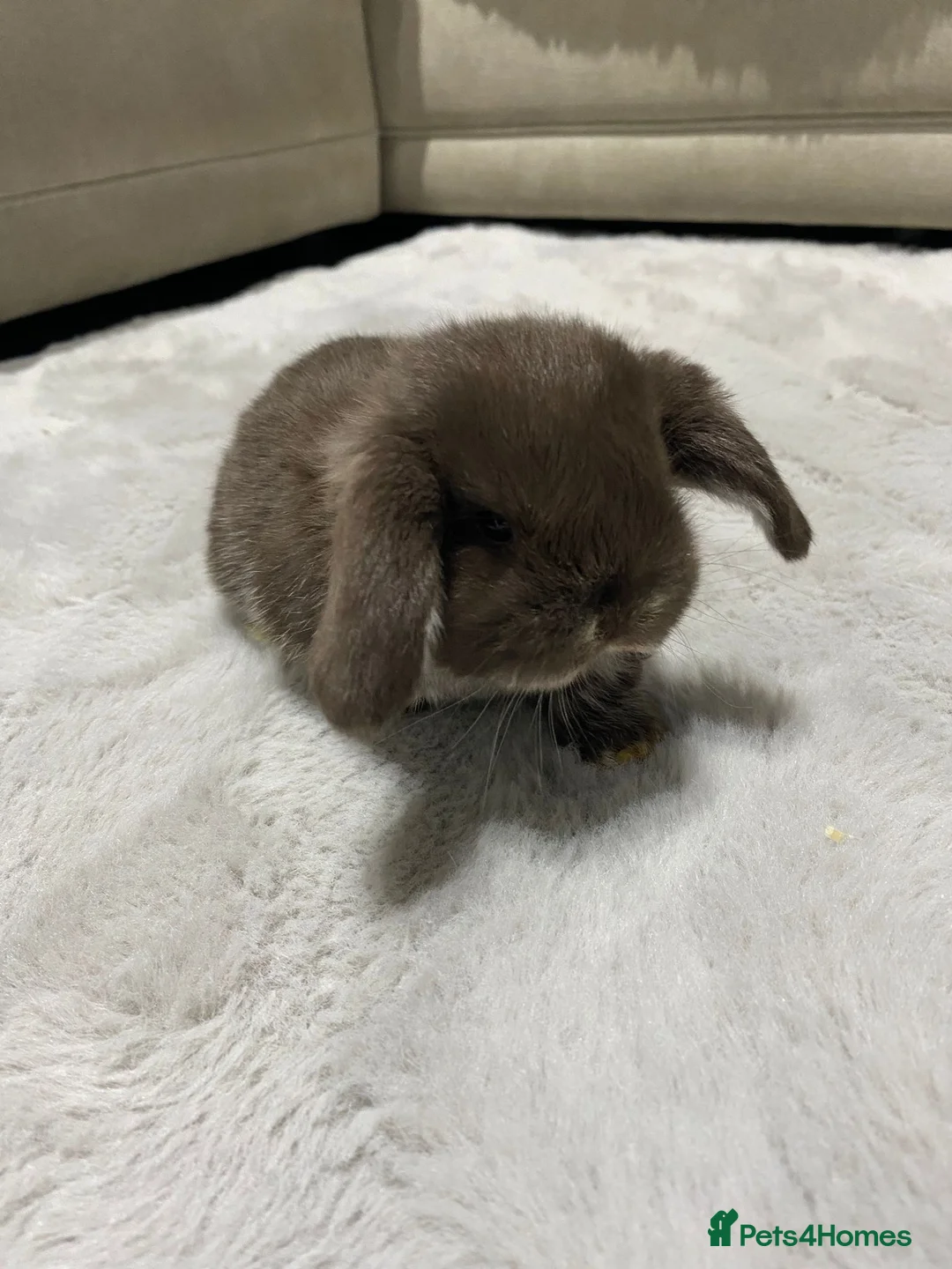 Mini Lop rabbits for sale: ❤️Mini Lop bunny 🐰 for sale   - Advert 5