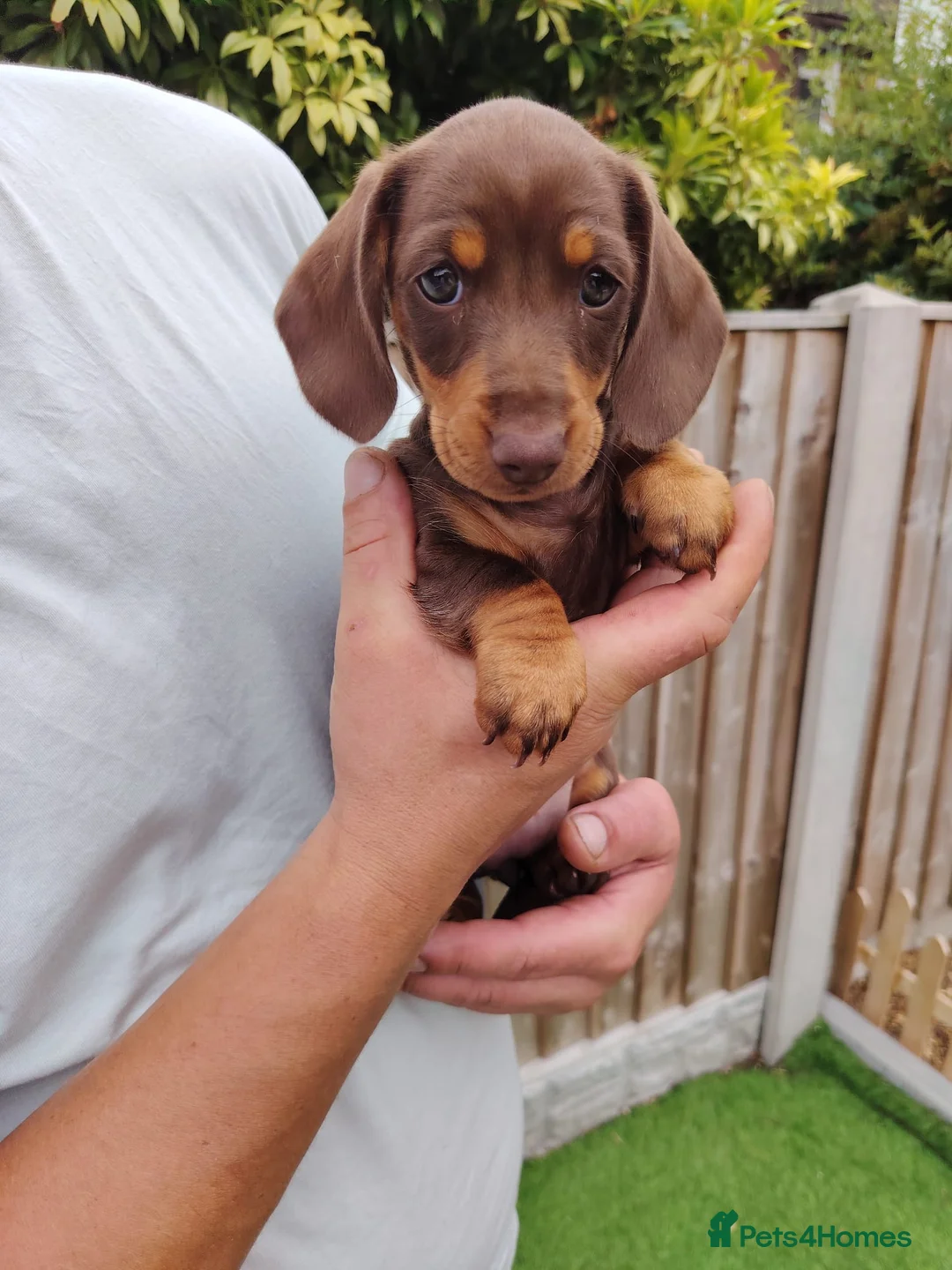 Miniature Dachshund dogs for sale: Gorgeous miniature dachshund in Mansfield - Advert 2