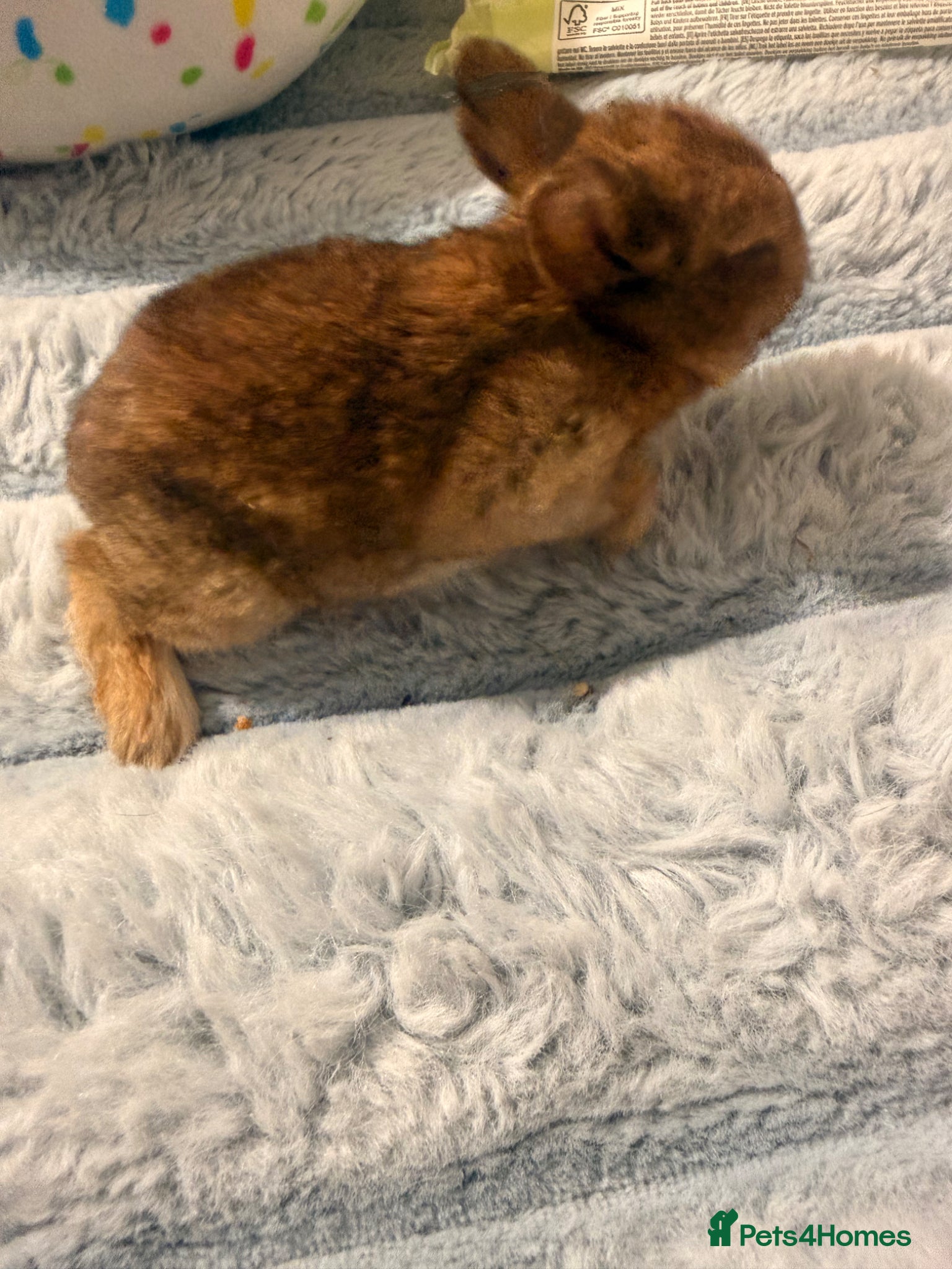 Mixed Breed rabbits for sale: Bunnies for sale - Advert 21
