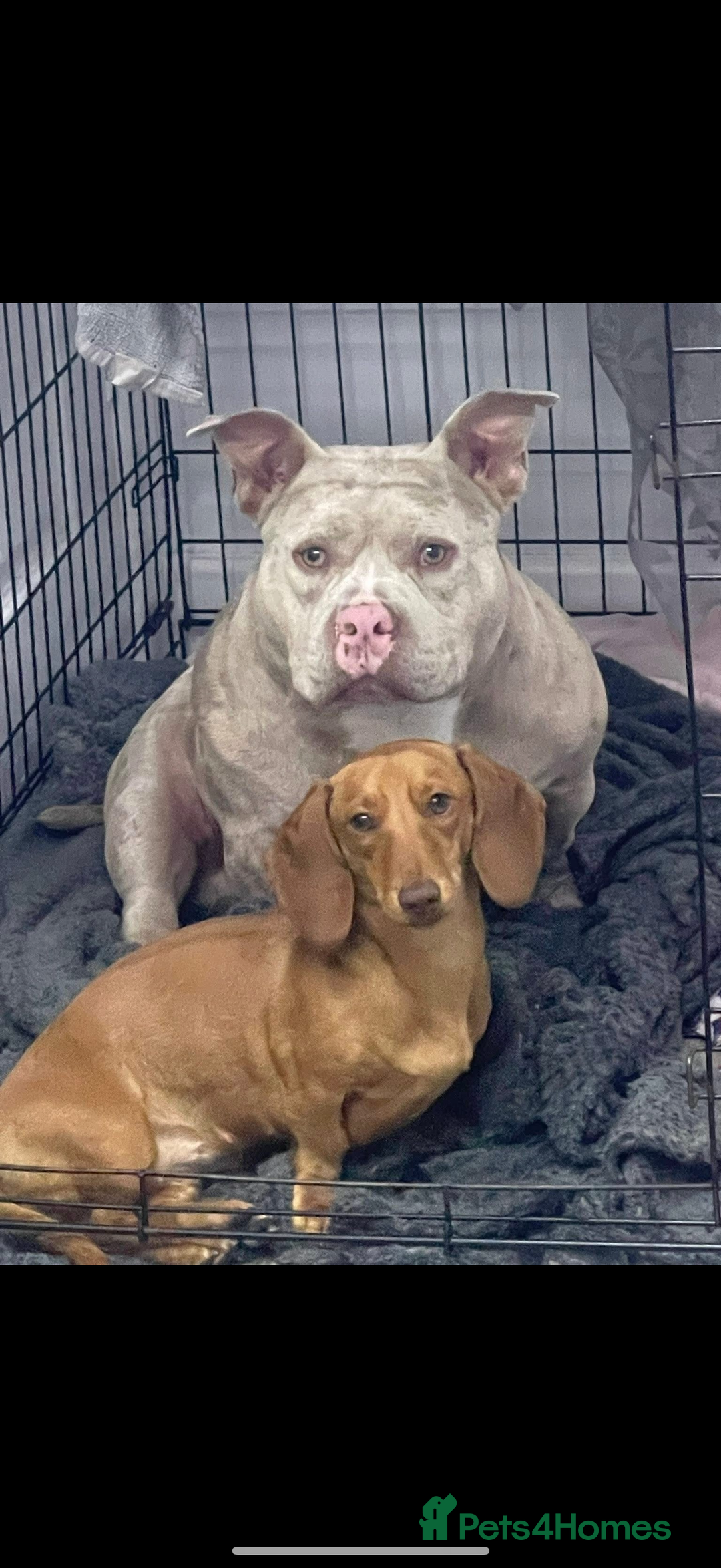 Mixed Breed dogs for sale: Staff x pocket bully pups - Image 17