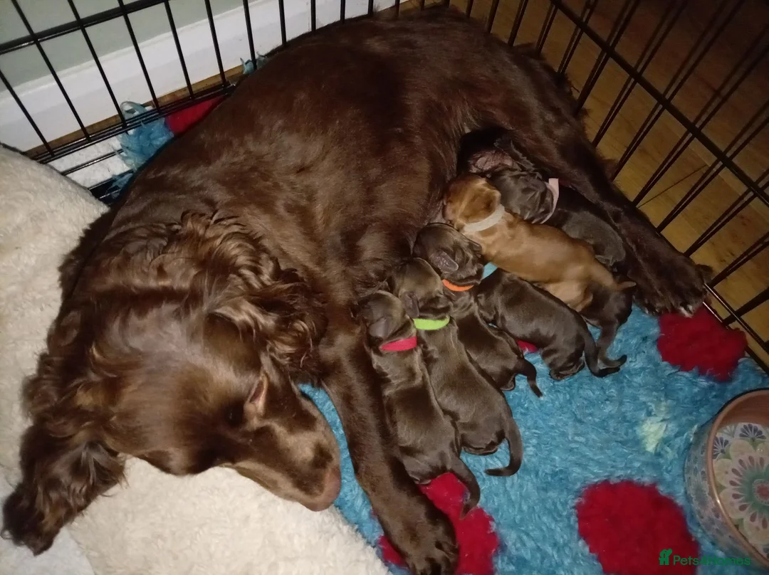 Cocker Spaniel dogs for sale: 4 female cocker pups DNA clear  in Milton Keynes - Advert 2