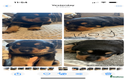 Rottweiler dogs for sale: Beautiful Rottweiler Puppy’s For Sale  - Image 5