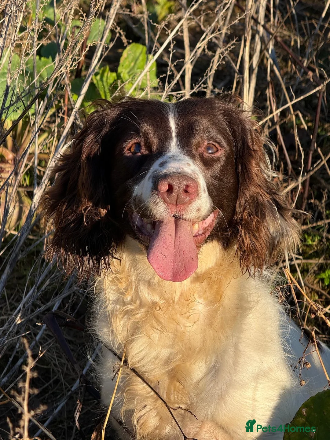 Sprocker dogs for sale: Black Sprocker Pups - Advert 2