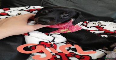 Miniature Dachshund dogs - Advert 9