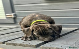 Mixed Breed dogs for sale: Last Four Mastiff pups available  - Image 10