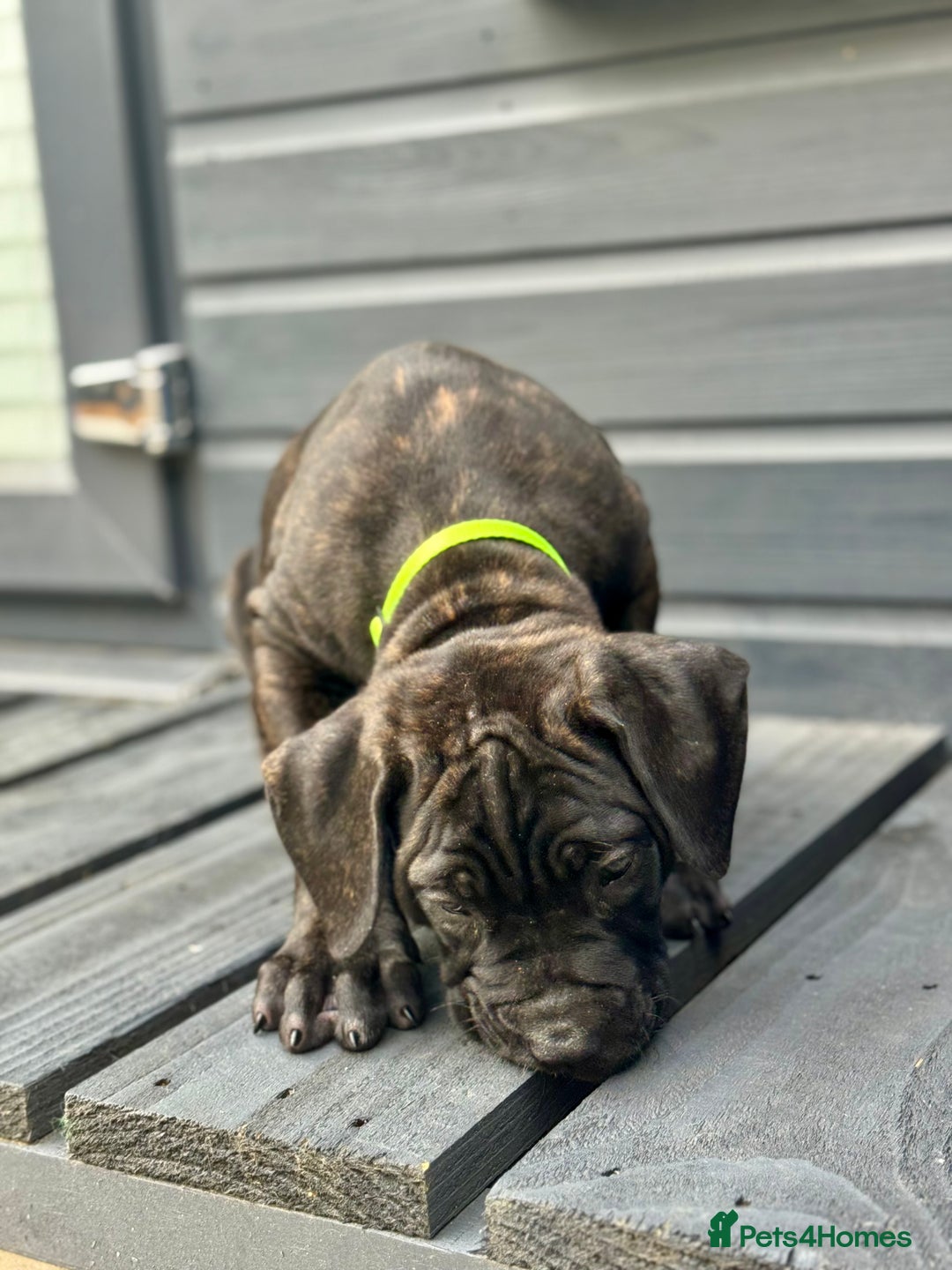 Mixed Breed dogs for sale: Last Four Mastiff pups available  - Image 10