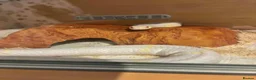Corn Snake reptiles for sale: Female albino corn snake for sale - Advert 4