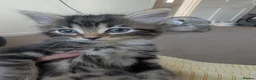 Mixed Breed cats for sale: 3 lovely playful friendly kittens  in Chichester - Advert 4