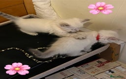 Mixed Breed cats for sale: Kittens for sale!  - Image 8