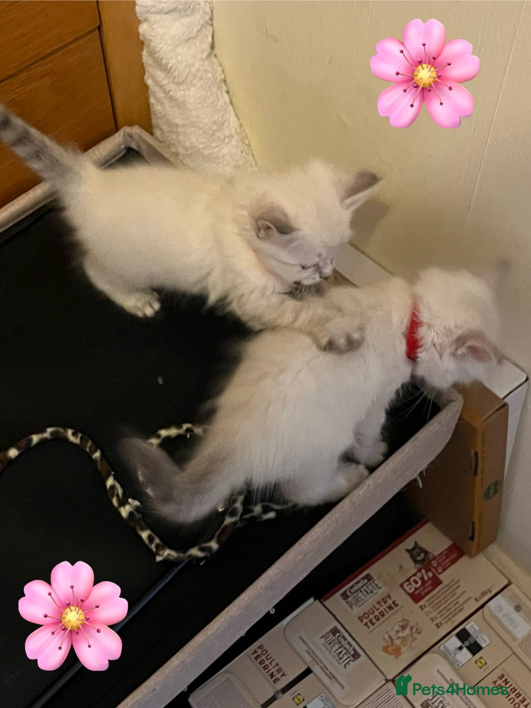 Mixed Breed cats for sale: Kittens for sale!  - Image 8