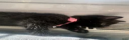 Mixed Breed cats for sale: girl kitten available - Advert 4