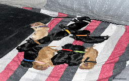 Sprocker dogs for sale: 9 gorgeous Sprocker pups - Image 8