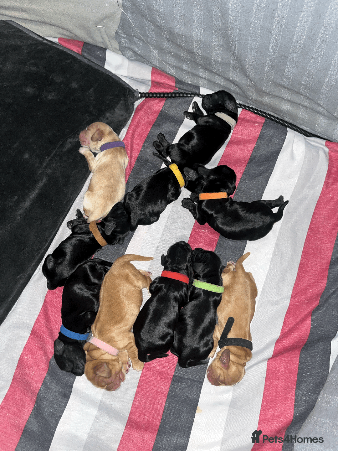 Sprocker dogs for sale: 9 gorgeous Sprocker pups - Image 8