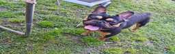 French Bulldog dogs for stud: French bulldog male for stud (black & tan) in Manchester - Advert 5