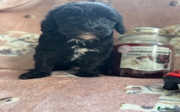 Sheepadoodle dogs for sale: Micro mini Sheepadoodle  - Image 5