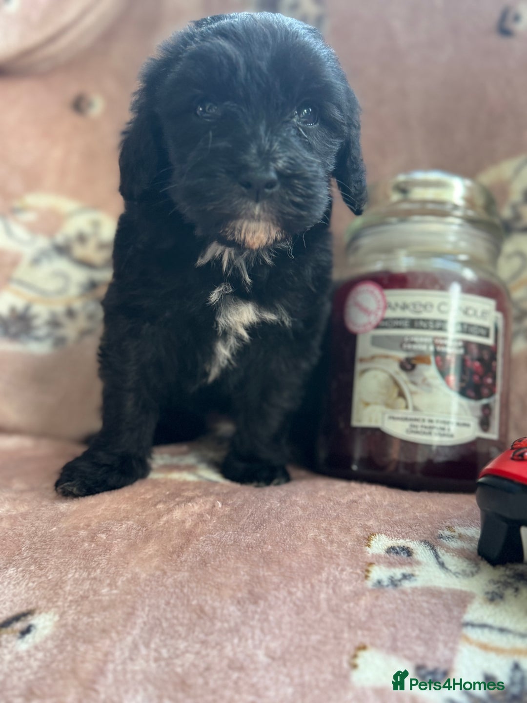Sheepadoodle dogs for sale: Micro mini Sheepadoodle  - Image 5
