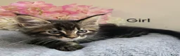 Maine Coon cats for sale: 6 TICA registered Maine Coon kittens. - Advert 9