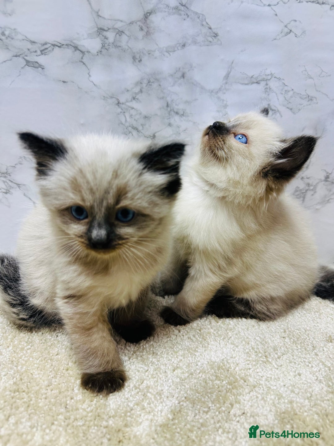 Ragdoll cats for sale: Pure Beautiful Ragdoll Kittens  - Advert 14