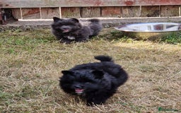 Pomeranian dogs for sale: ** pomeranians - Image 7