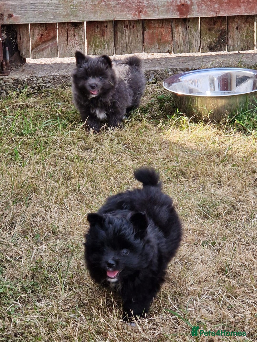 Pomeranian dogs for sale: ** pomeranians - Image 7