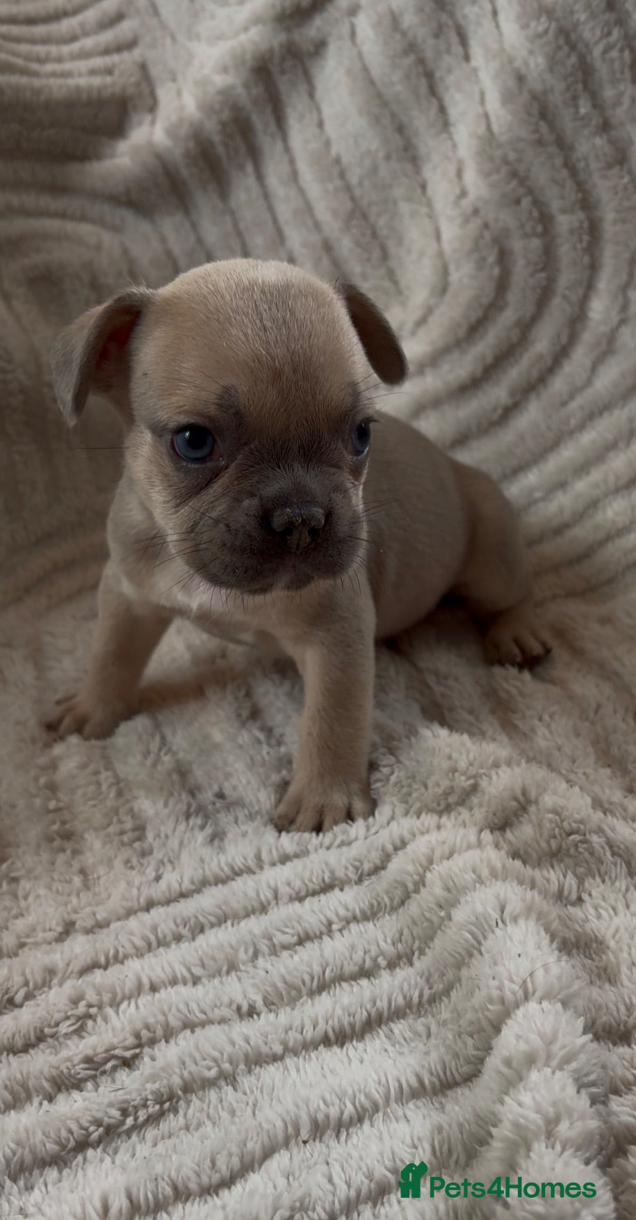French Bulldog dogs French bulldog puppies  - Advert 4