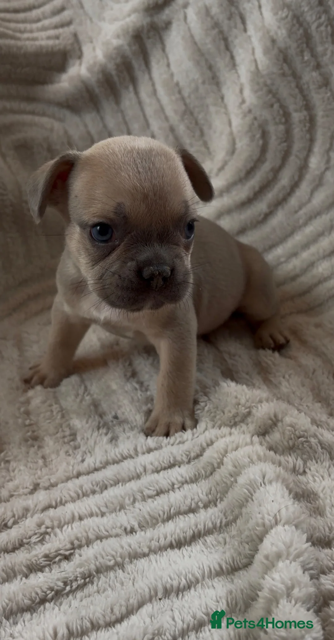 French Bulldog dogs for sale: French bulldog puppies  - Advert 1