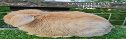 Mini Lop rabbits for sale: Various Adult Mini Lops - Advert 4