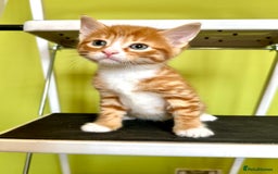 Mixed Breed cats for sale: Ginger Kittens from half Siamese mum - Image 4