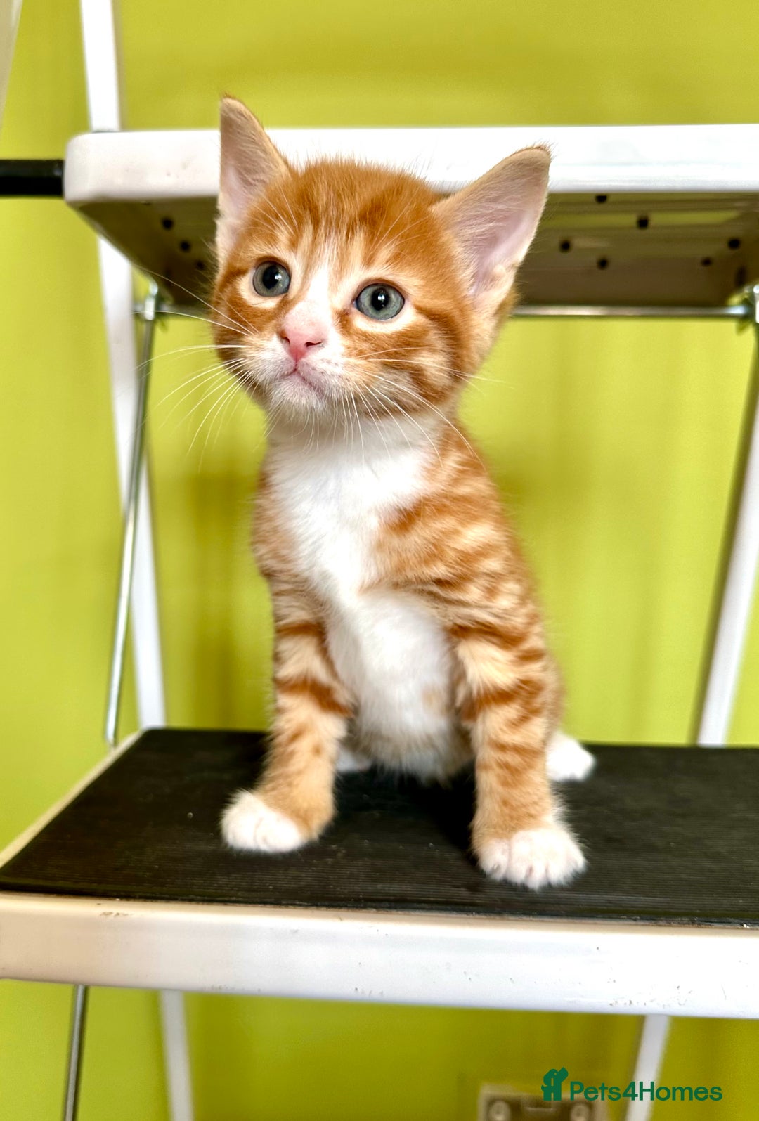 Mixed Breed cats for sale: Ginger Kittens from half Siamese mum - Image 4